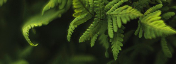 Close-up of green fern leaves with detailed fronds, set against a dark, blurred background.
