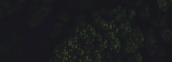 A dark, aerial view of dense tree canopies with limited visibility due to low lighting.